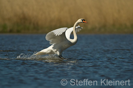 027 Höckerschwan im Flug (Cygnus olor)